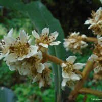 Rhaphiolepis bibas (Lour.) Galasso & Banfi